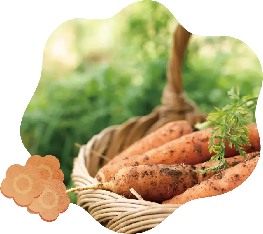 Carrot Img 4