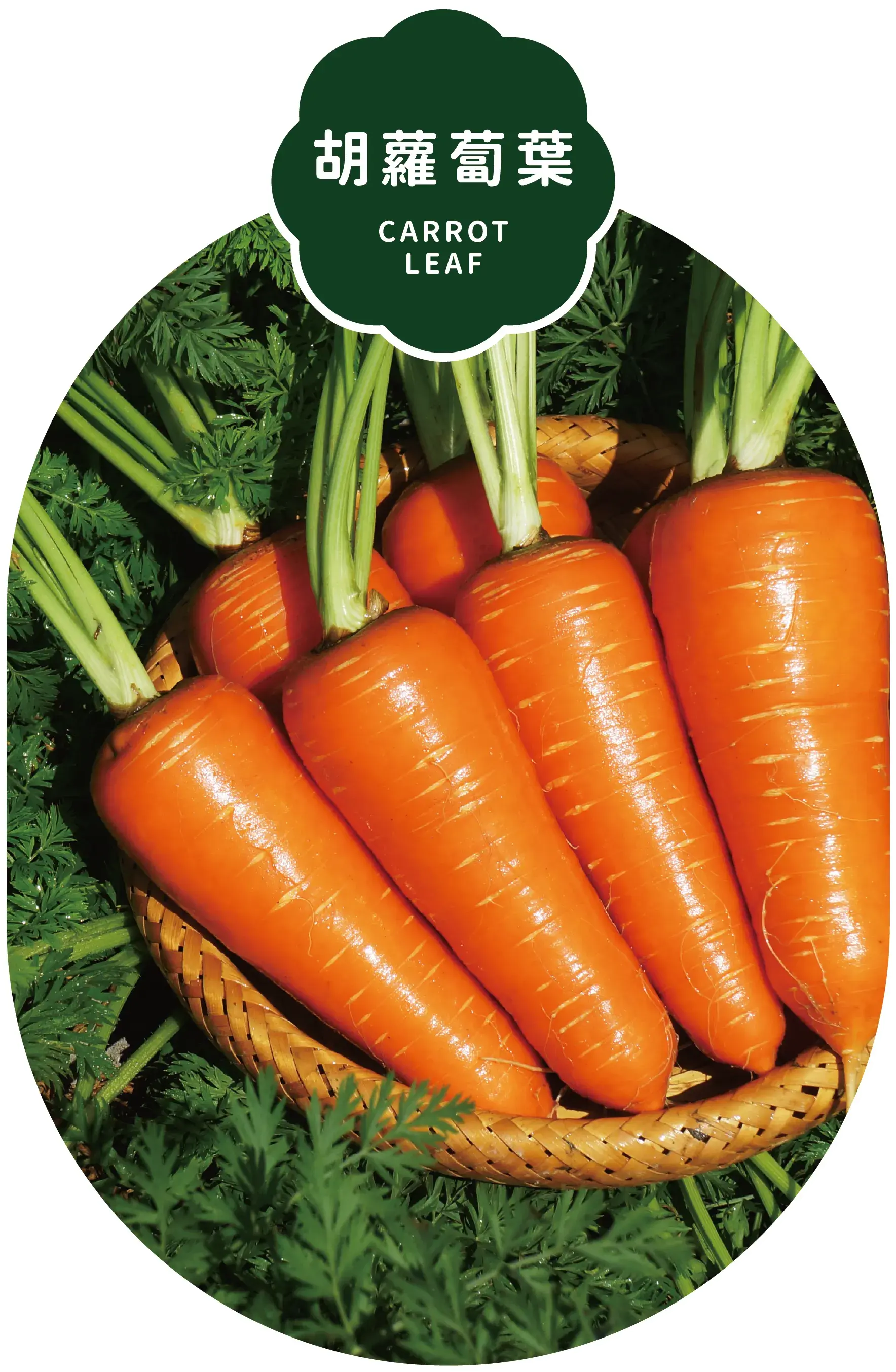 Carrot Leaf