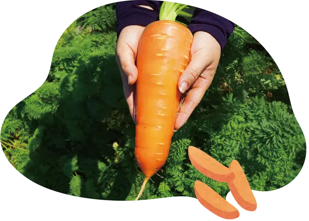 Carrot Img 3